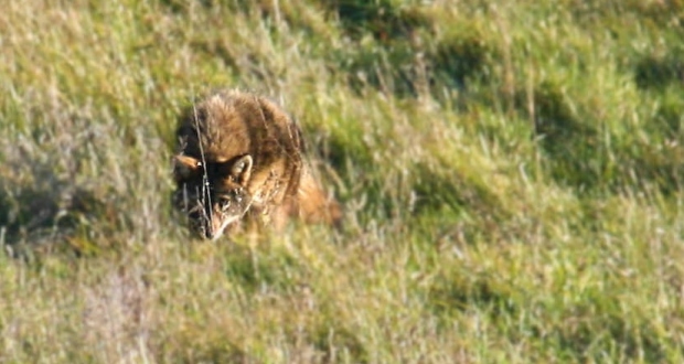 Coyote stalking meadow voles in a Brandon Township meadow. (Photo courtesy of Ron Lapp)